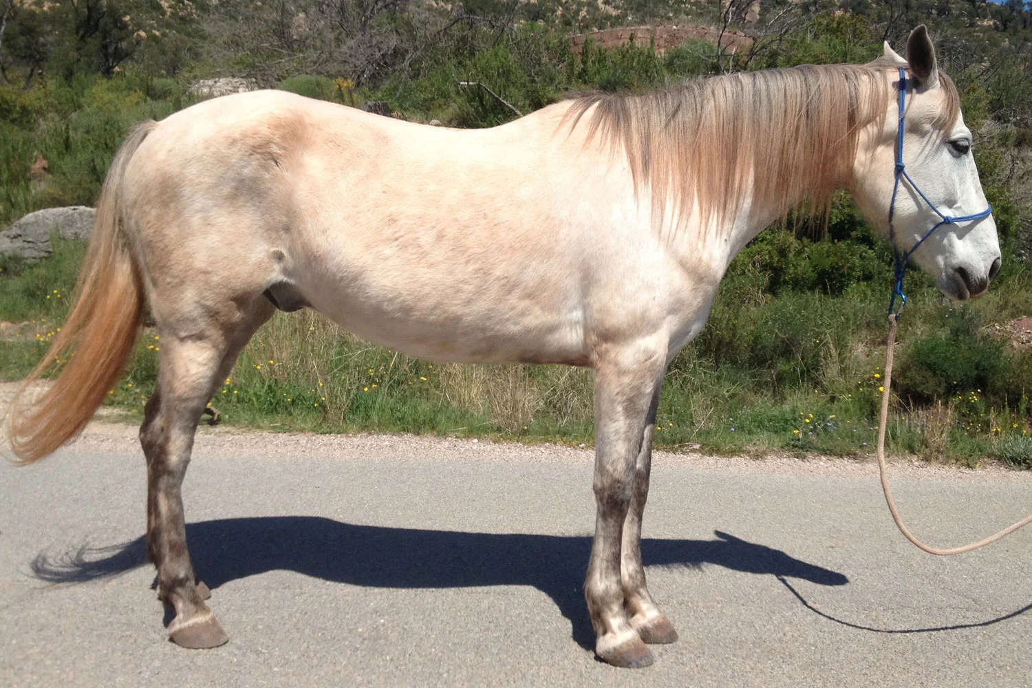 WHOLE HORSE  It should be perpendicular